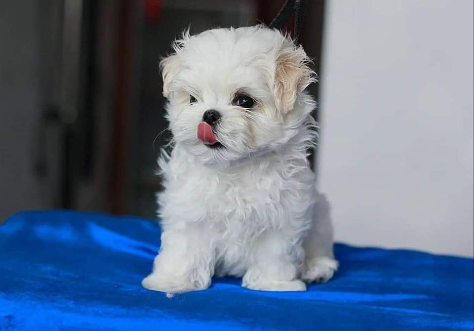 Maltese Dogs & Puppies Online in Thane - Breed n Breeder